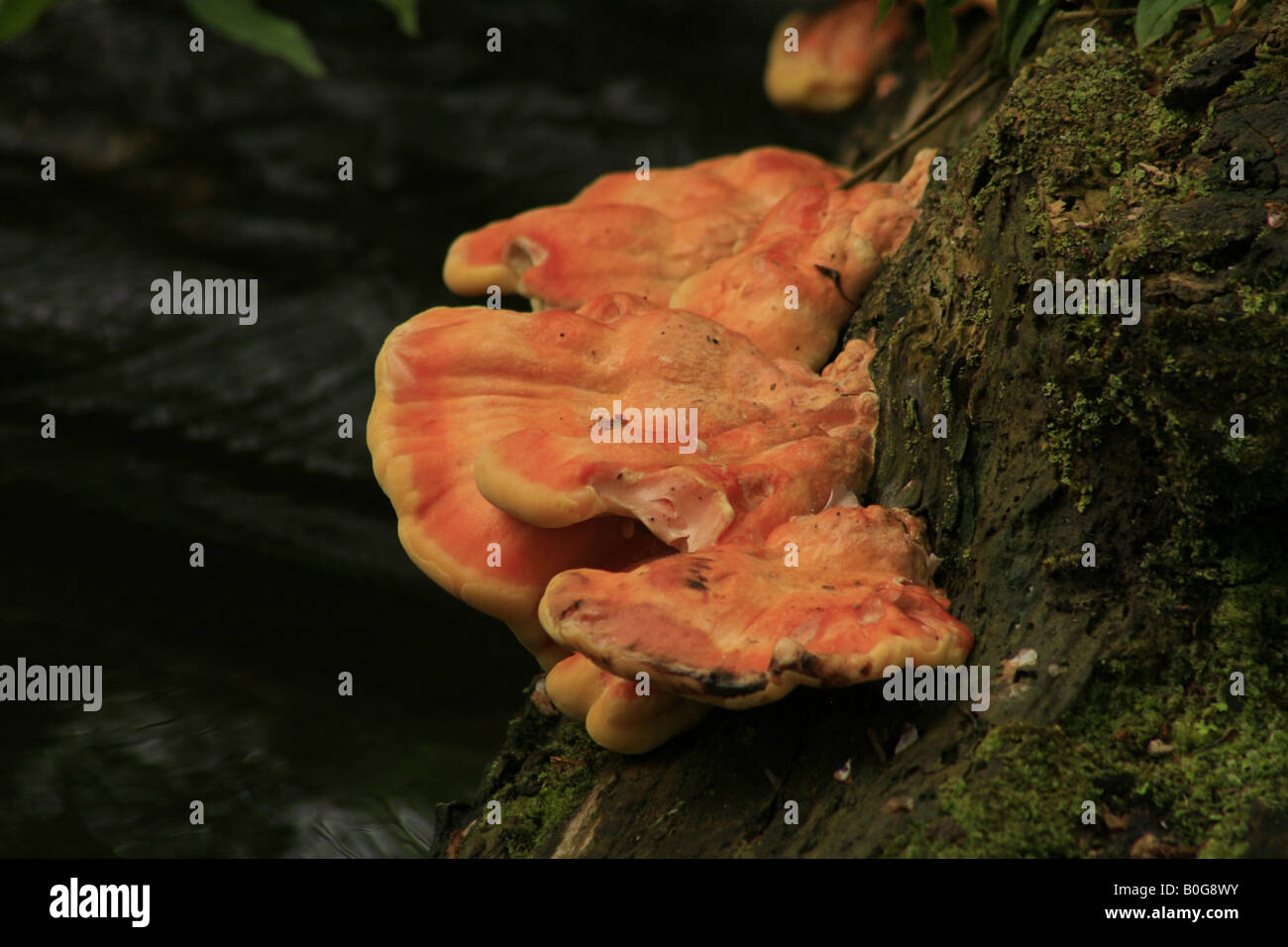 Fungus 'Chicken of the Woods' (Laetiporus Sulphureus) growing on an old tree stump Stock Photo