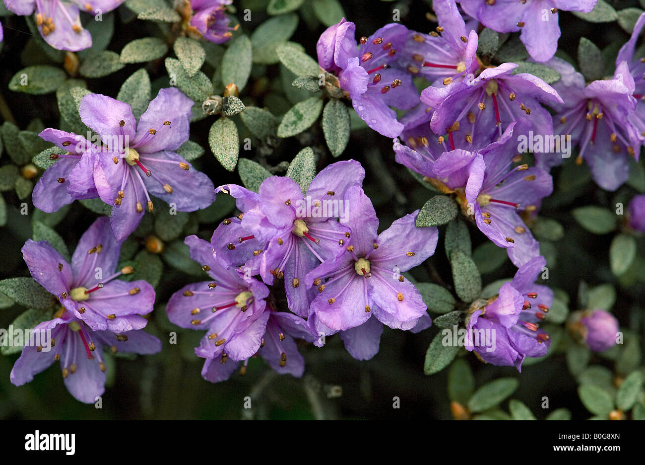 Dwarf alpine shrub Rhododendron telmateium China Stock Photo Alamy