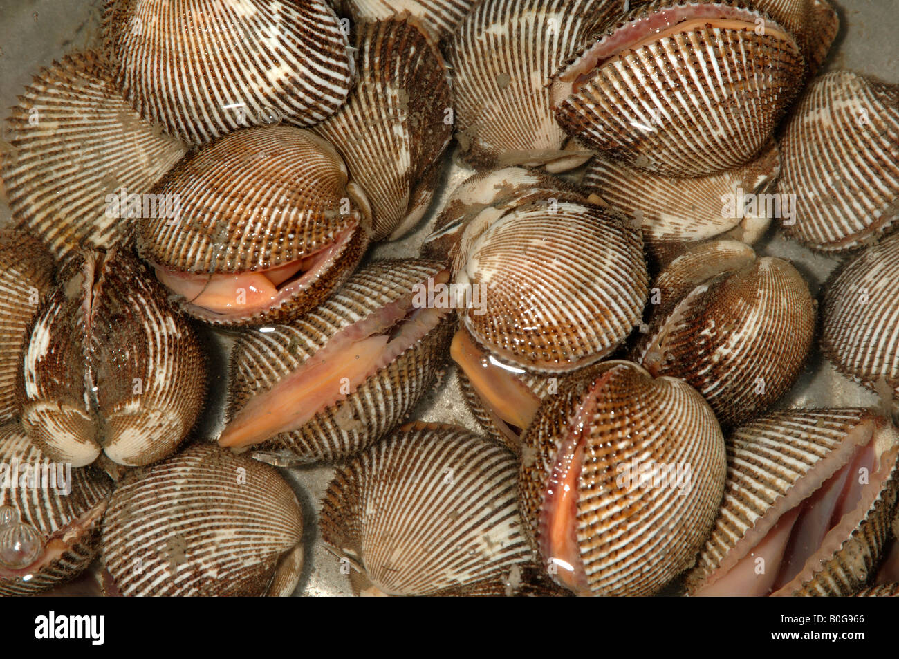 Live cockle sale as food in Dalian China Liaoning Province China known locally as mao cia Stock Photo