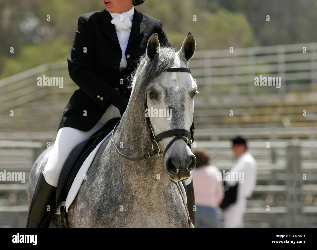 Andalusian horse in English dressage Stock Photo - Alamy