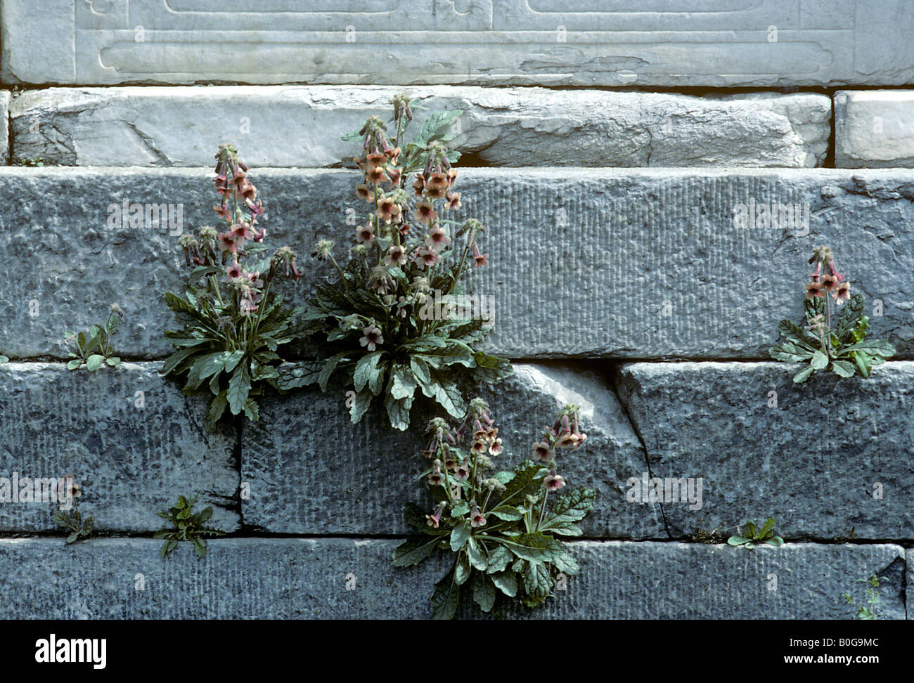 Chinese foxglove Rehmannia glutinosa growing on wall of Imperial Palace or Forbidden City in Beijing China Stock Photo