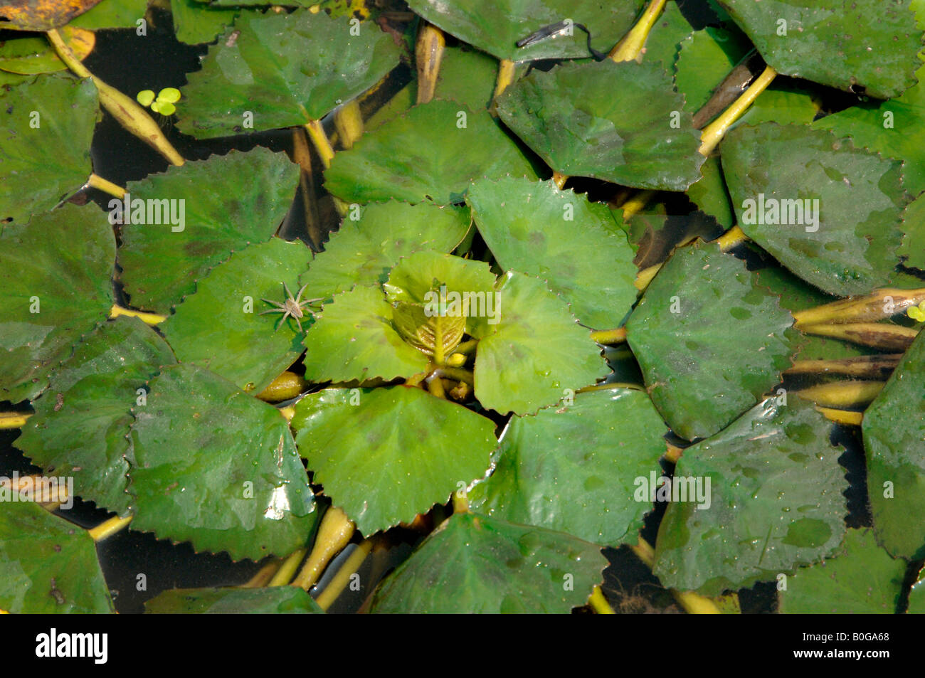 Water chestnut Trapa natans floating on Yangcheng Lake with small spider China Stock Photo