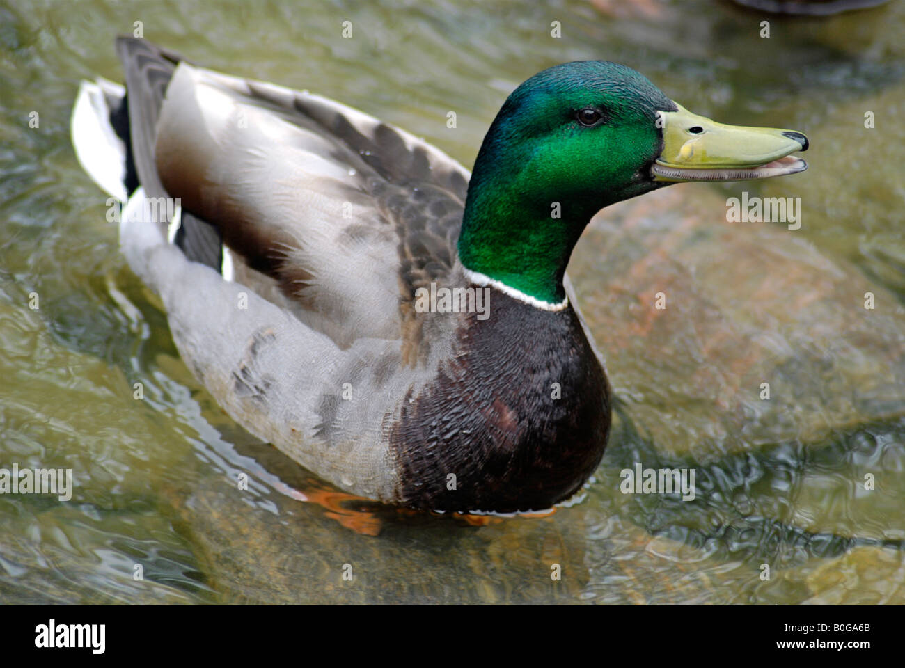 Mallard Drake in a pond, at a Mississauga Park Stock Photo