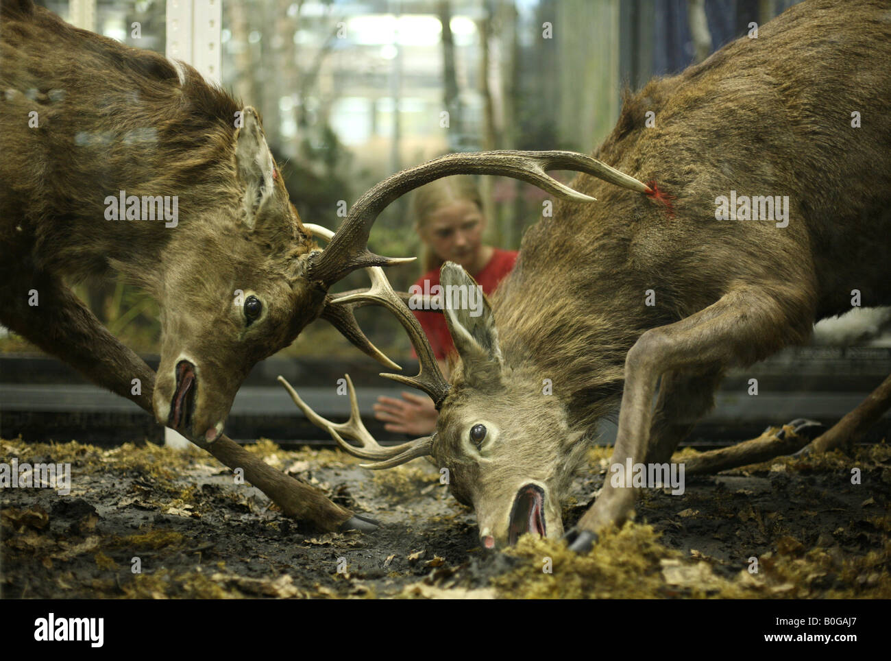 young-visitor-examining-fighting-stuffed-deer-in-zoological-museum-in