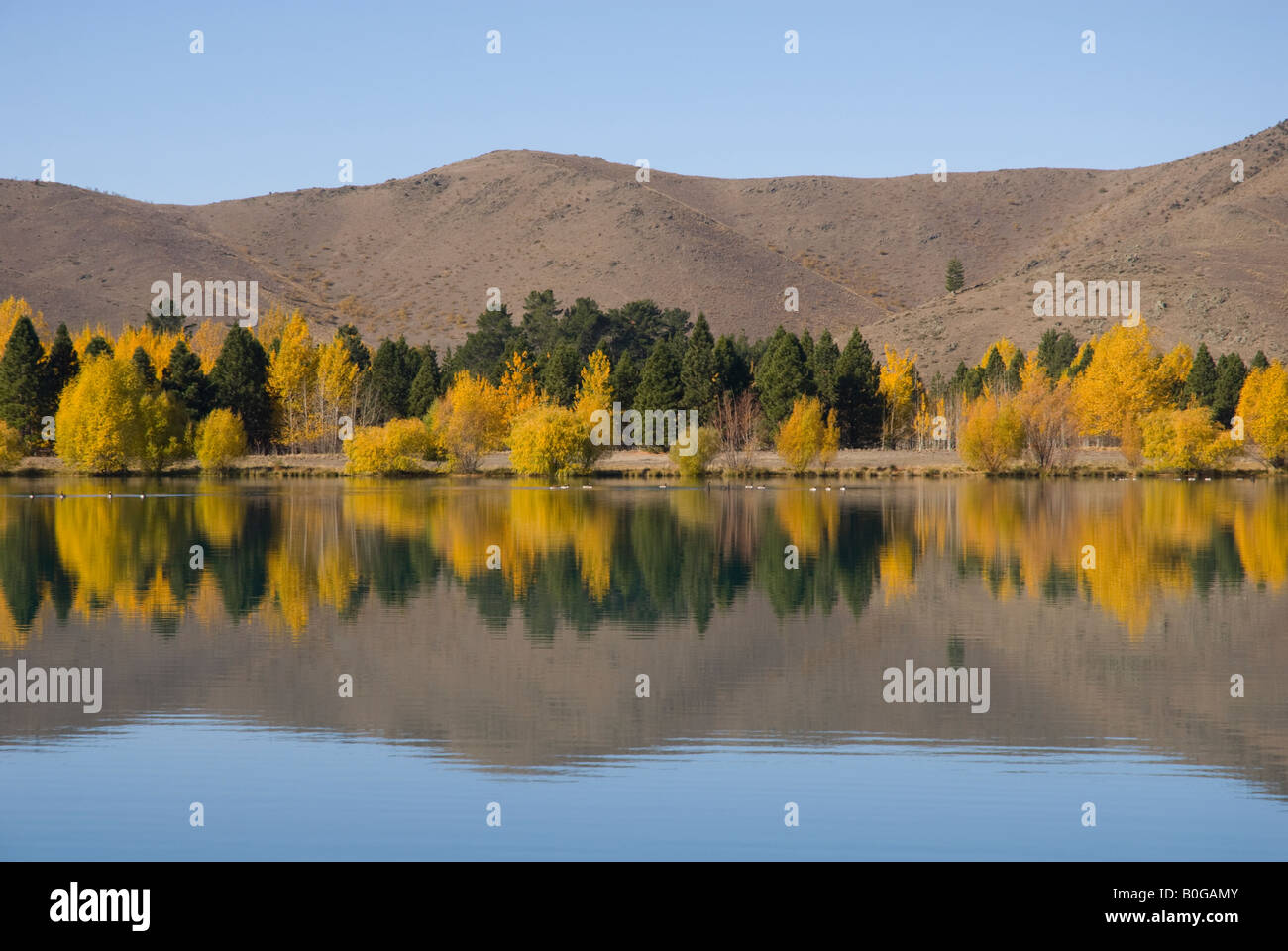 Lake reflecting trees with golden autumn leaves Stock Photo - Alamy