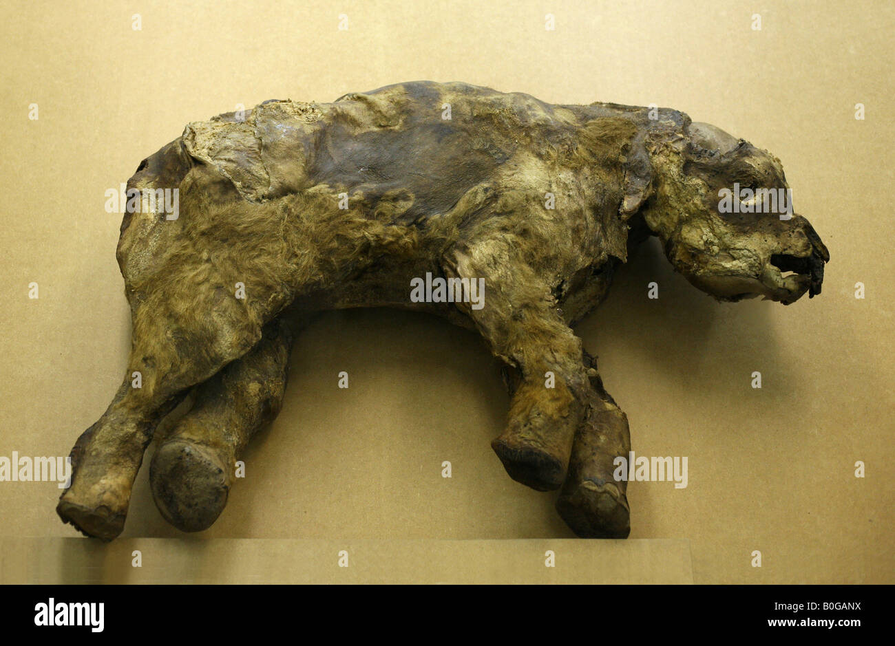 Mummy of the famous female baby mammoth Masha in Zoological Museum in St Petersburg, Russia Stock Photo