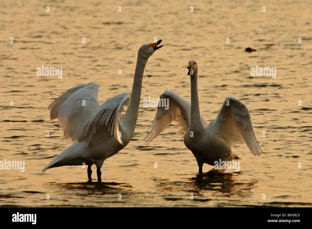 Whooper swans Cygnus cygnus calling as they court in winter Rongcheng Swan Natural Reserve at dusk Shandong China Stock Photo