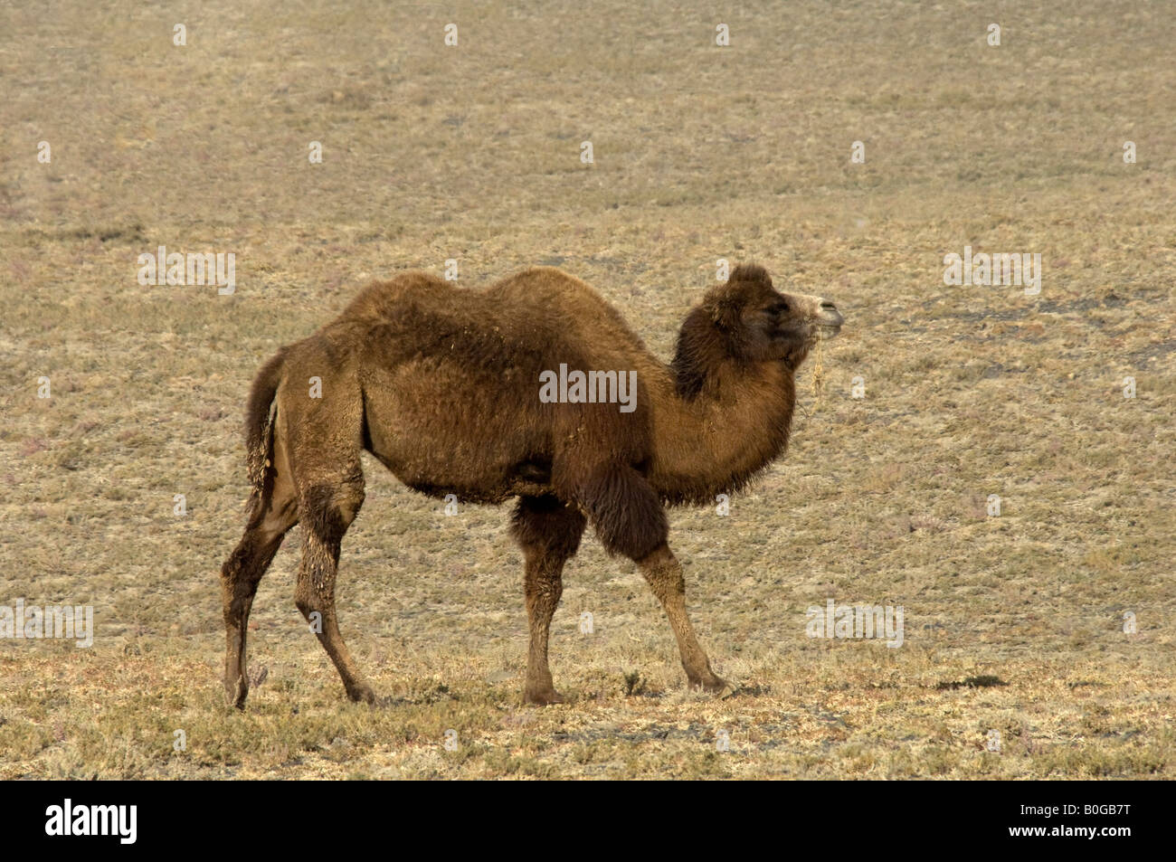 Two hump camel hi-res stock photography and images - Alamy