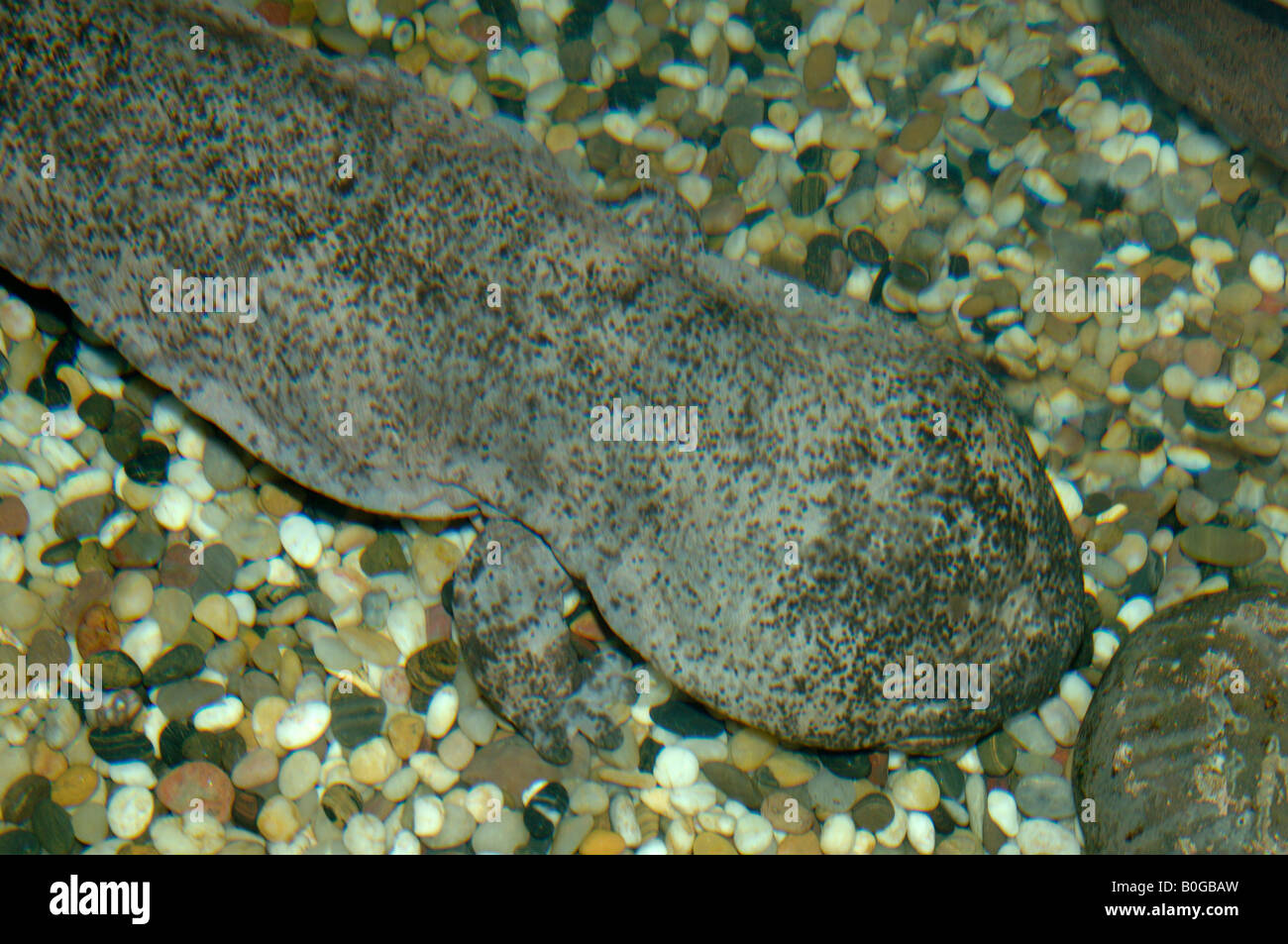 Chinese giant salamander Andrias davidianus Stock Photo