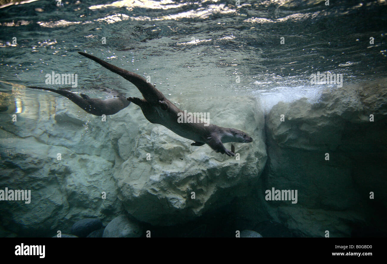 Otter Lutra lutra swimming under water Stock Photo