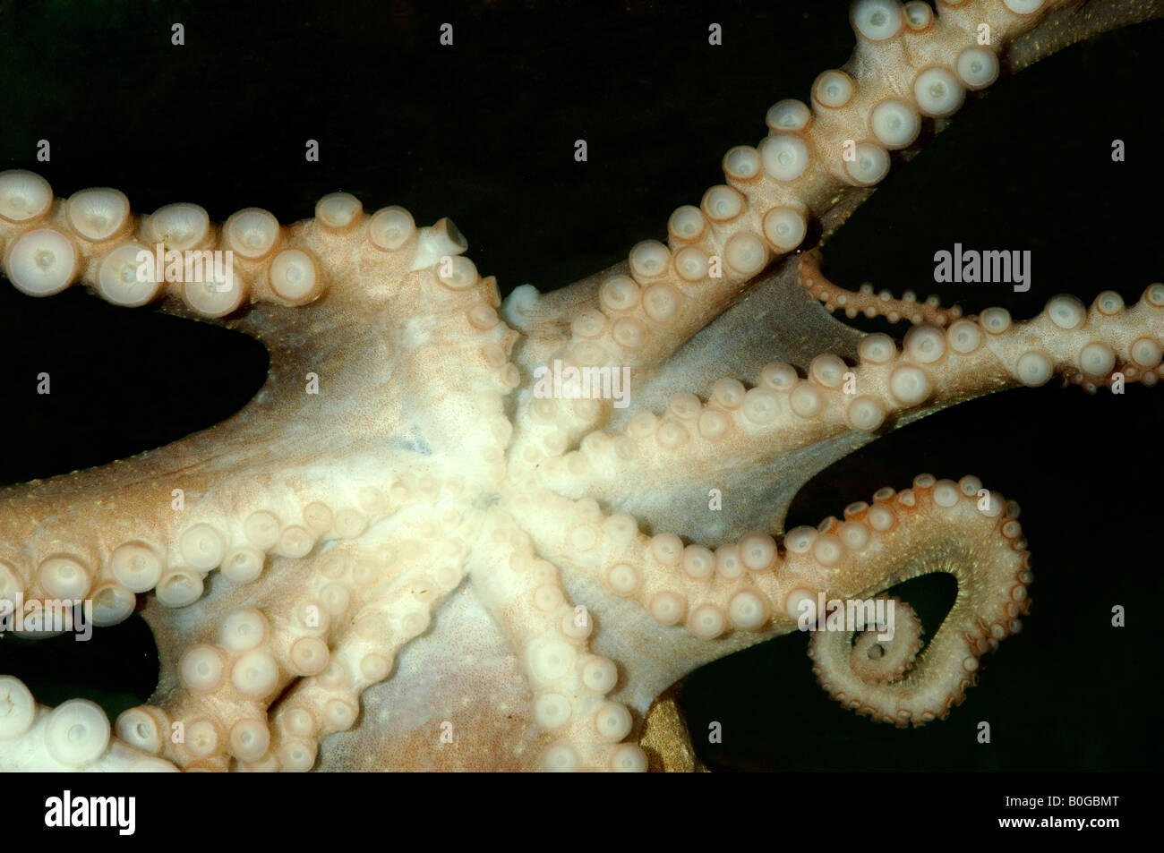 Live octopus zhang yu with writhing suckered arms, Dalian, Liaoning Province, China known locally as chen zi Stock Photo