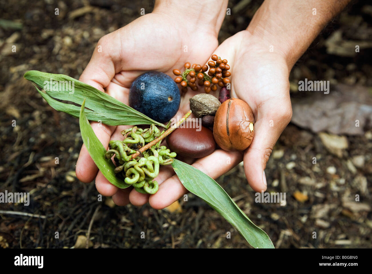 Aboriginal rainforest food - Daintree, Queensland, AUSTRALIA Stock Photo