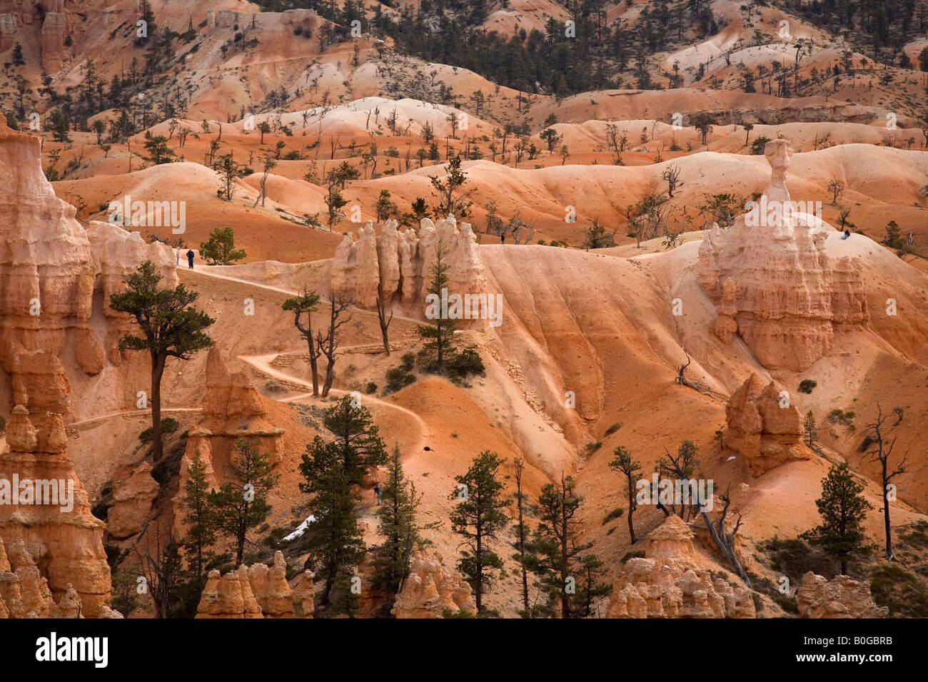 Hiking Trails in Bryce Canyon National Park, Utah Stock Photo