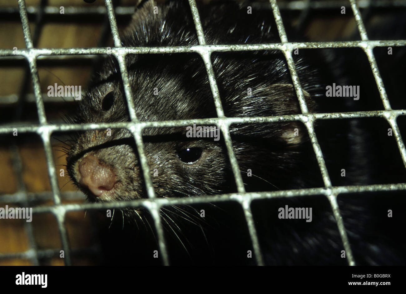 American Mink. Stock Photo