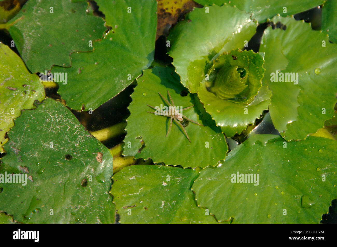 Water chestnut Trapa natans floating on Yangcheng Lake with small spider China Stock Photo