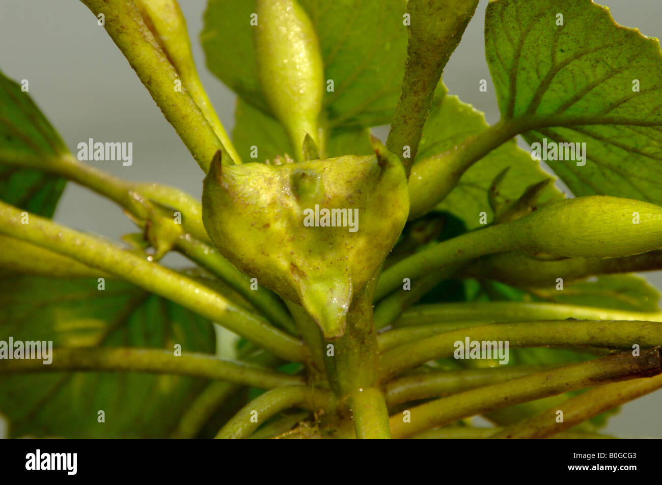 Water chestnut Trapa natans spiky fruit developing as plant floats on Yangcheng Lake China Stock Photo