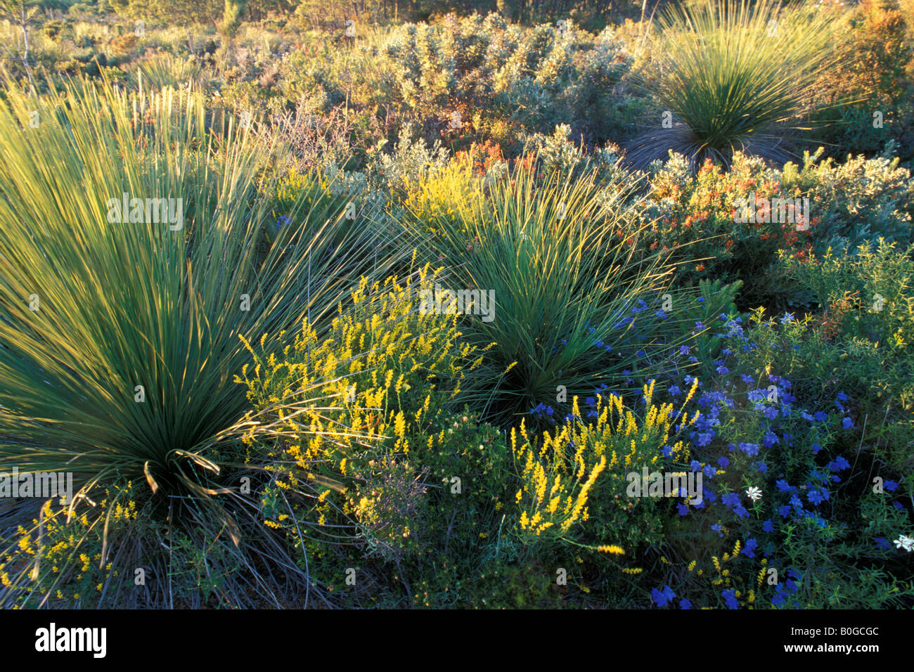 Lesueur National Park wildflowers in spring, Western Australia Stock Photo