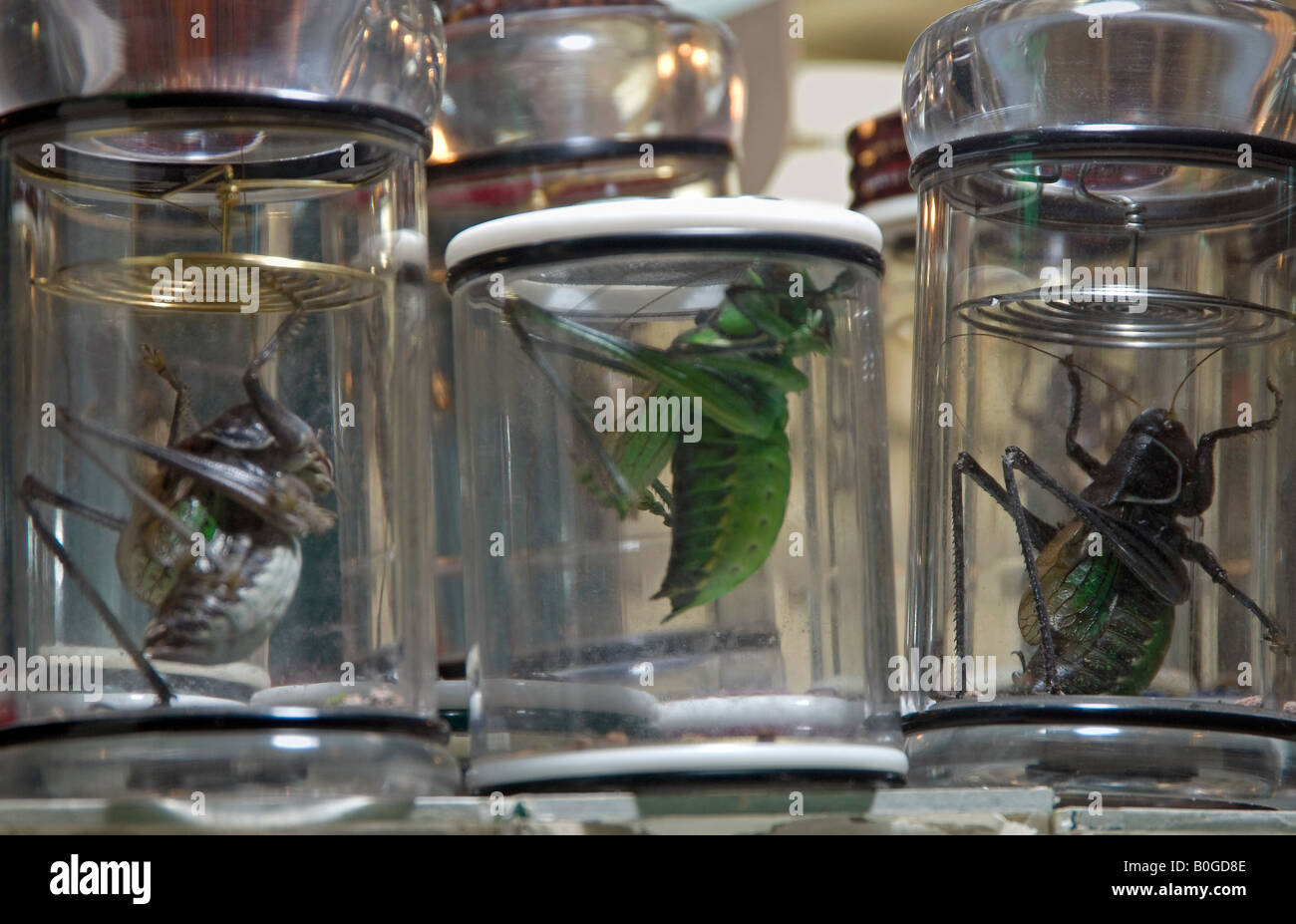 Captive Chinese katydids in Shanghai shop kept for song Stock Photo