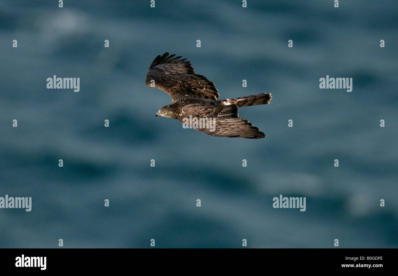 Honey buzzard Pernis apivorus flight spring Spain Stock Photo