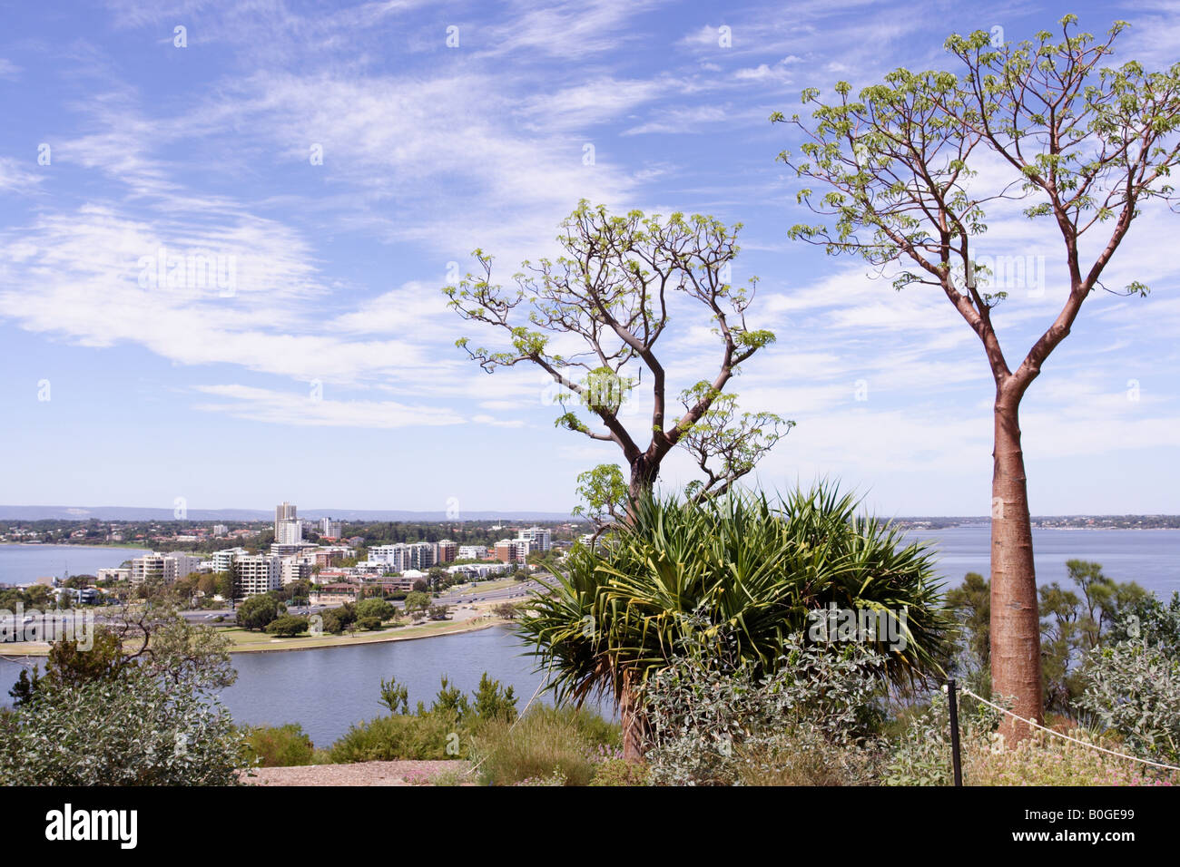 Boabs (Adansonia gregorii) tree at Kings Park in Perth, Western Australia. Stock Photo