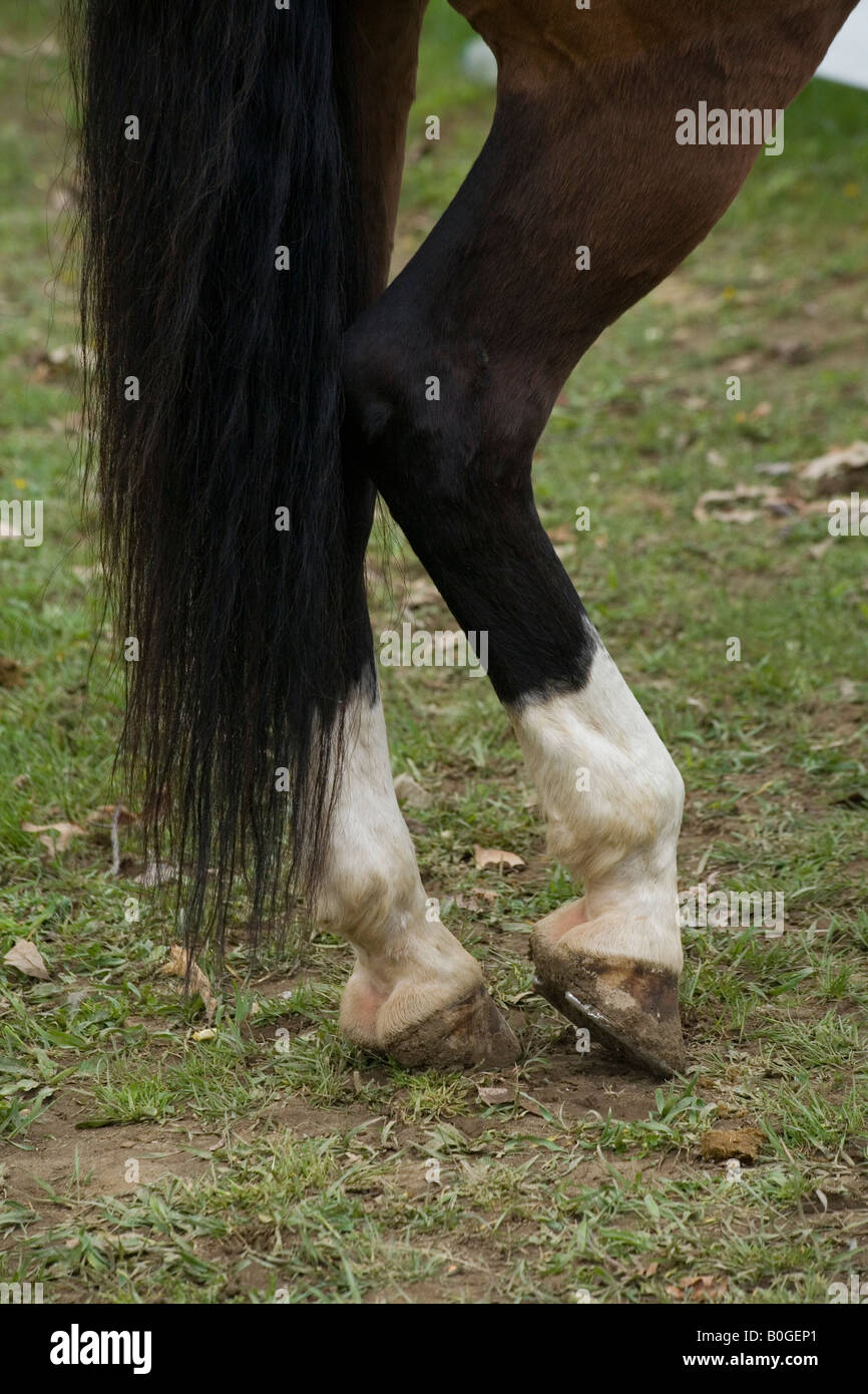 Horse legs close up hi-res stock photography and images - Alamy