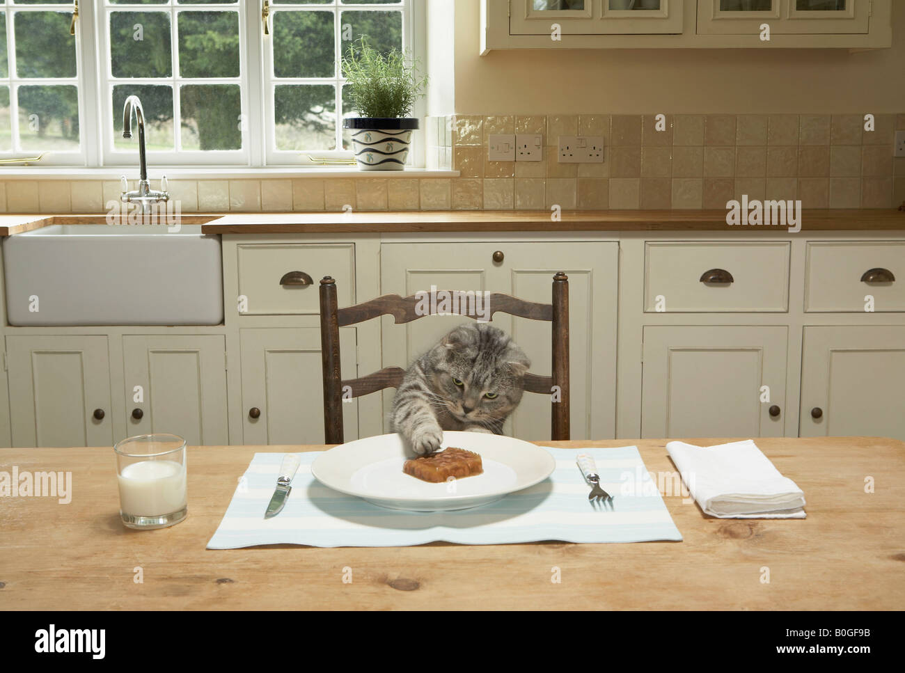 Cat reaching food drink hires stock photography and images Alamy