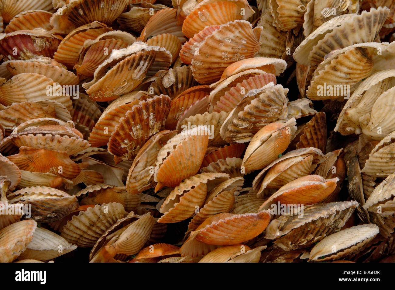 Scallop shells on ropes for seeding with oyster spat with frost in January Jiaodong Peninsula Shandong China Stock Photo