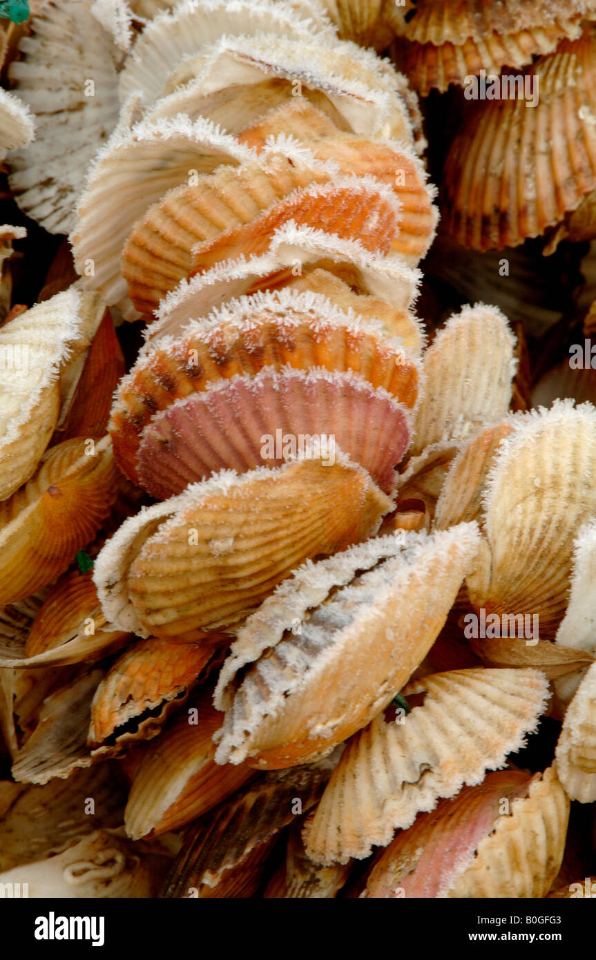 Scallop shells on ropes for seeding with oyster spat with frost in January Jiaodong Peninsula Shandong China Stock Photo