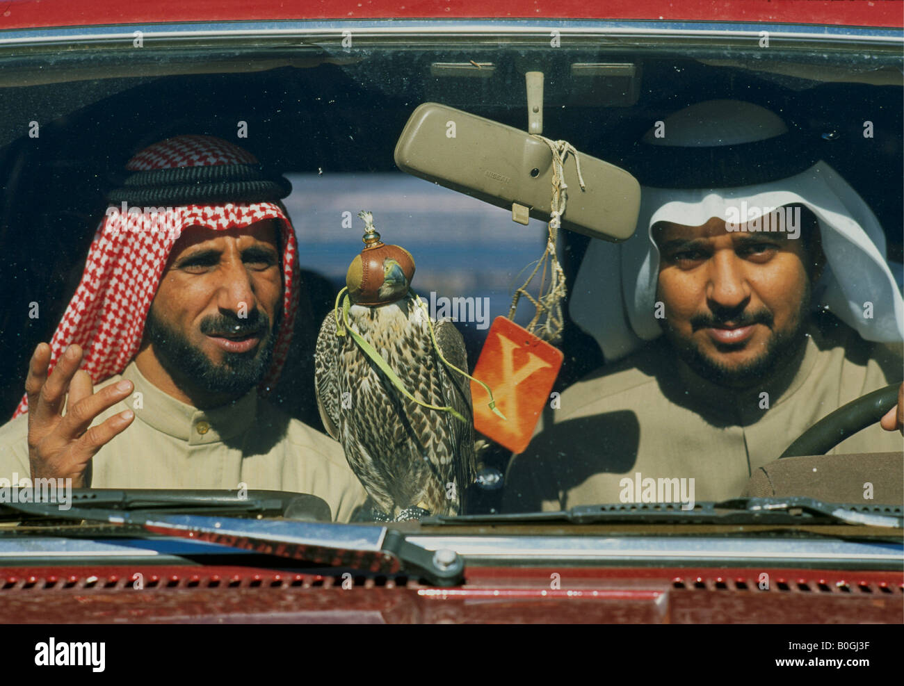 Arab men with their pet falcon in a car, Kuwait. Stock Photo