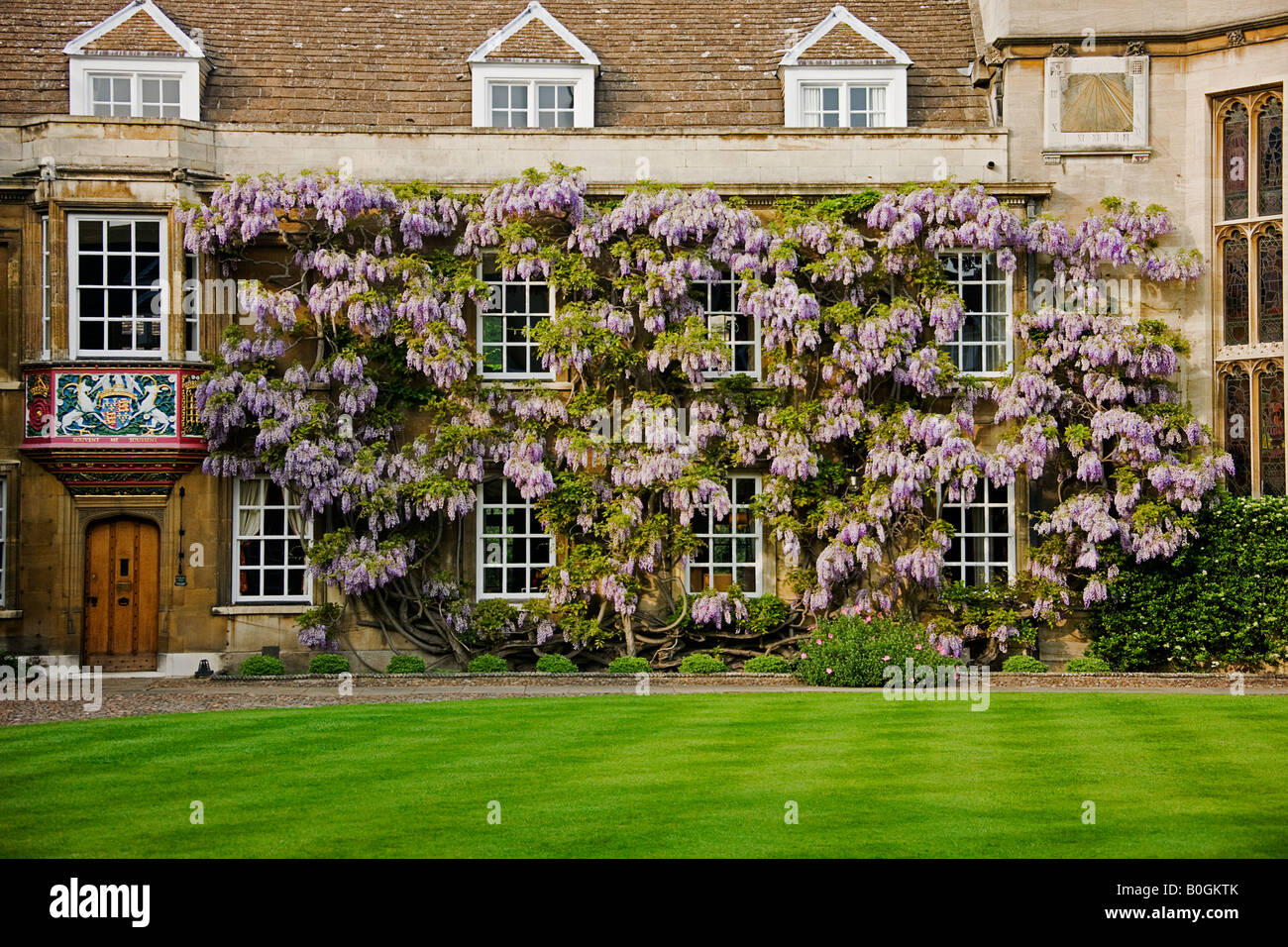 Wisteria. At Christs College. Cambridge. Stock Photo