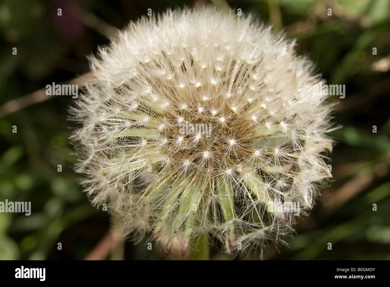 Perfect dandelion nature hi-res stock photography and images - Alamy