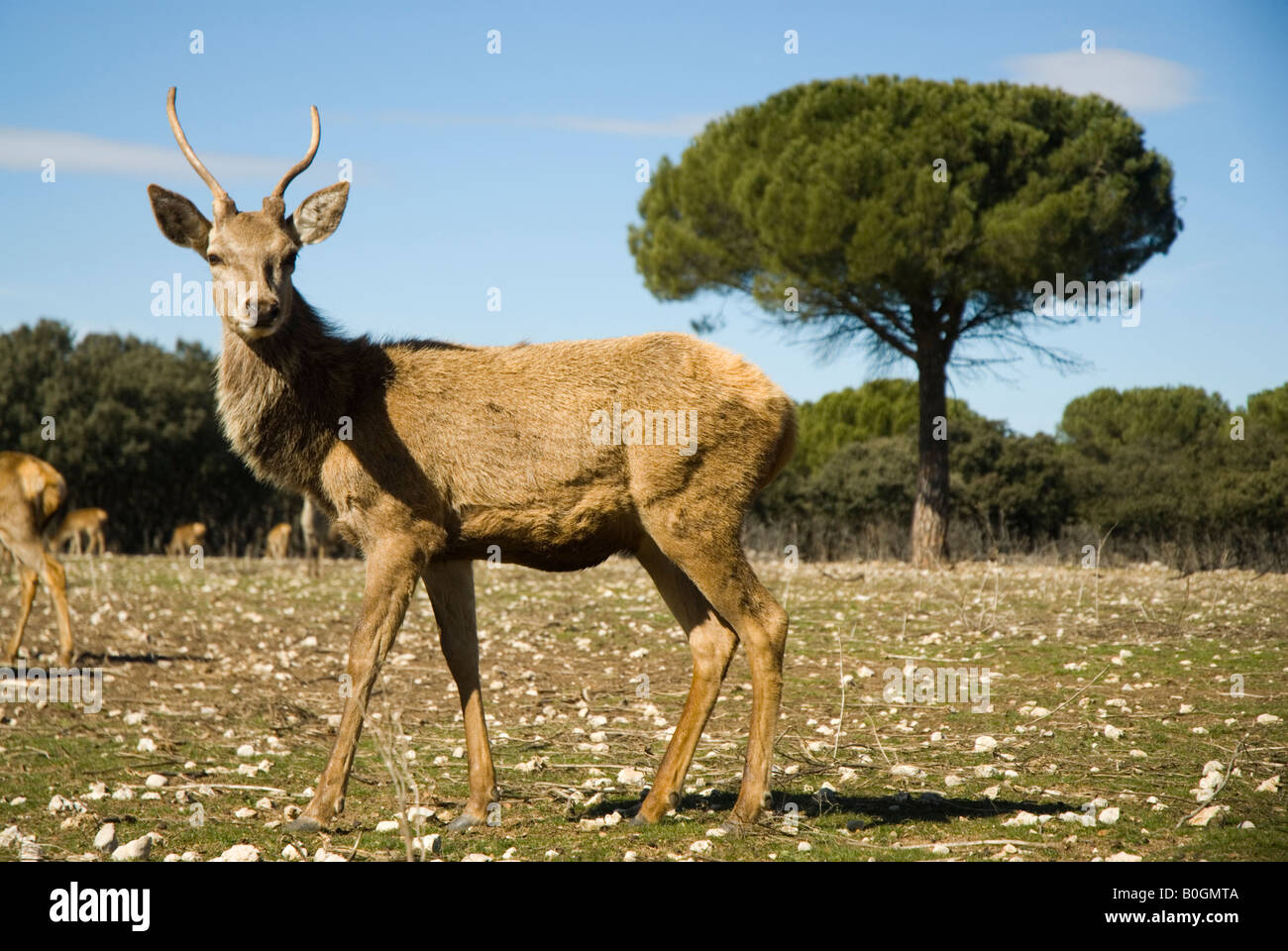 Deer in Castile Leon region SPAIN Stock Photo
