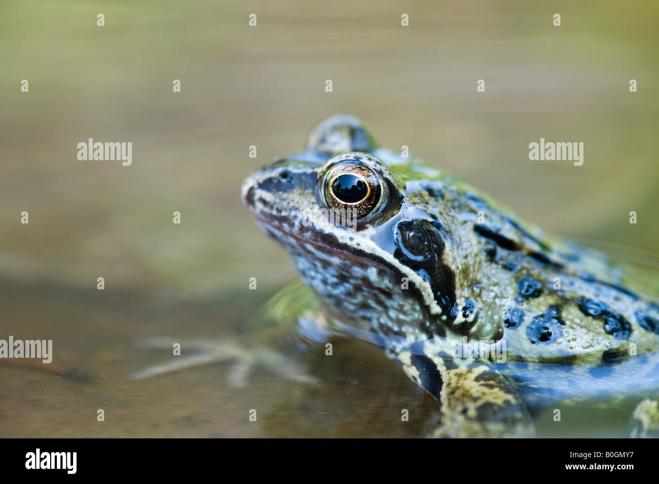 Rana temporaria'. Common garden frog in a stone bird bath in a garden Stock Photo