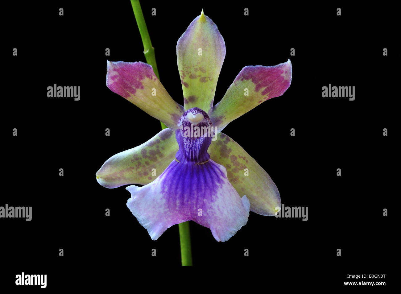 Orchid 'Zygopetalum hybrid' Stock Photo