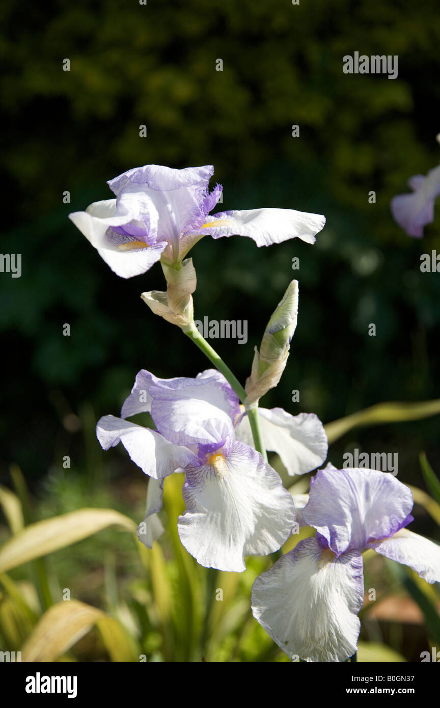 BEARDED POGON IRIS SNOW TRACERY IRIDACEAE FLOWER IN A SURREY GARDEN IN MAY Stock Photo