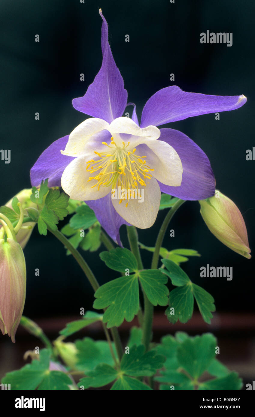 Aquilegia Spring Magic Series Columbine blue flower garden plant ...