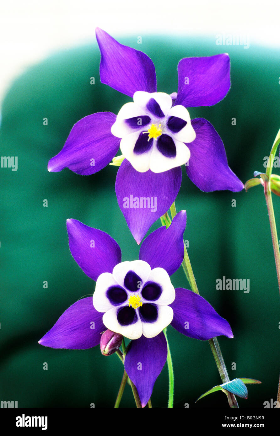 Aquilegia 'Spring Magic' Series Columbine Blue and White' garden plant ...