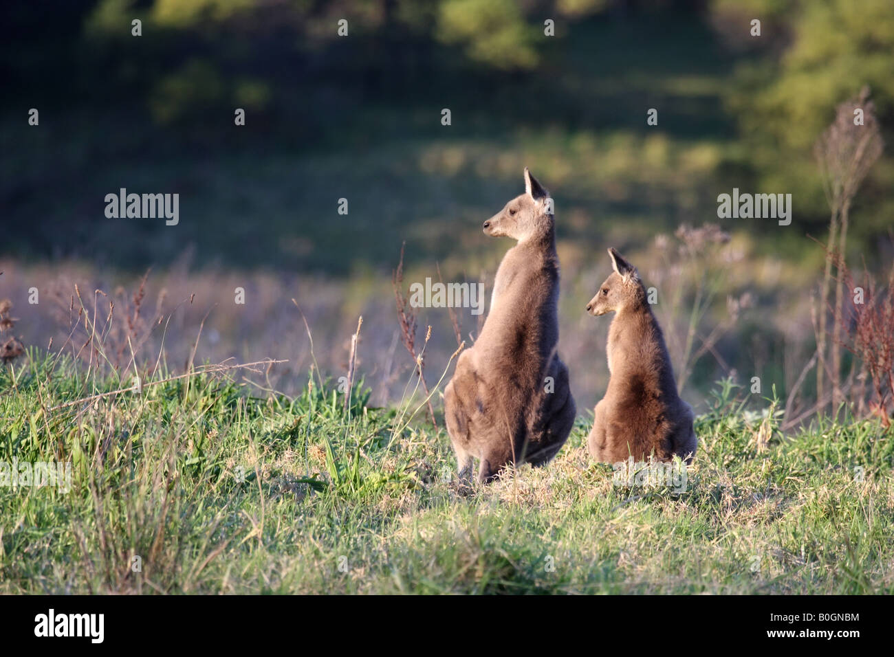 Eastern grey kangaroo, macropus giganteus, adult and joey standing together Stock Photo
