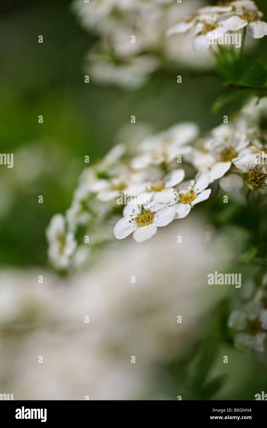 spirea tiny clusters of beautiful small flowers blossom in abundance on