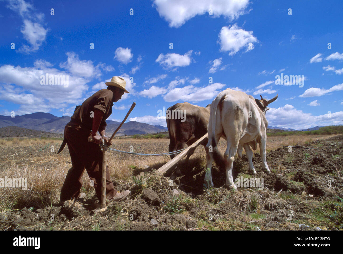 Mexican farmer plowing land with ox team in Oaxaca Stock Photo