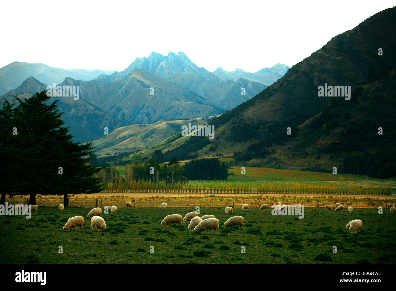 Sheep graze on a mixed farm block near Lake Wanaka in New Zealand s Southern Alps Stock Photo