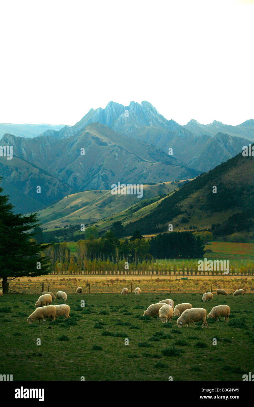 Sheep graze on a mixed farm block near Lake Wanaka in New Zealand s Southern Alps Stock Photo