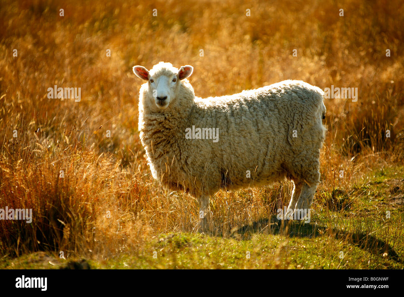 Sheep Central Otago New Zealand Stock Photo