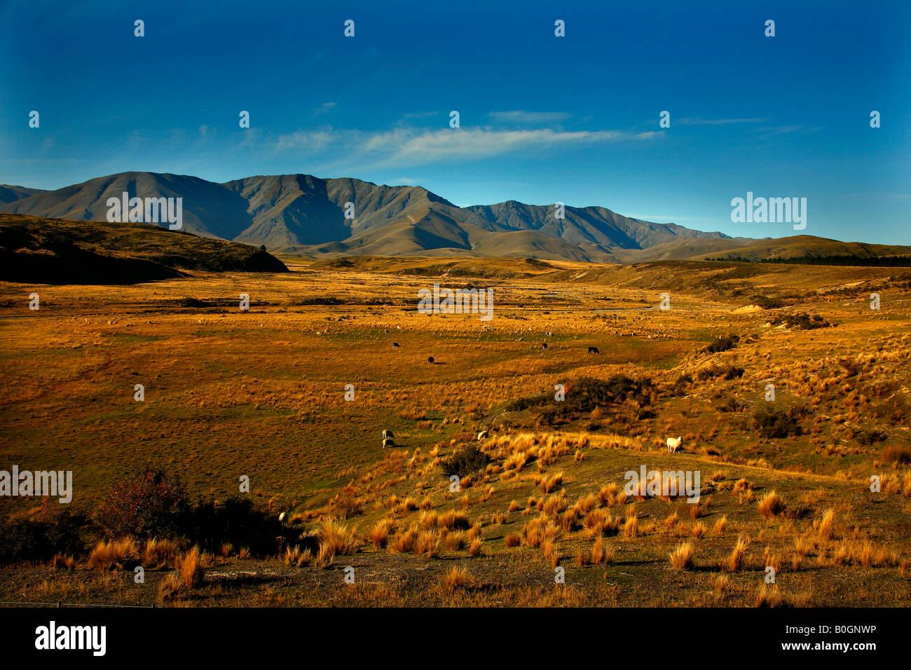 Sheep country near the Ida Valley Central Otago New Zealand. Power of the dog country Stock Photo