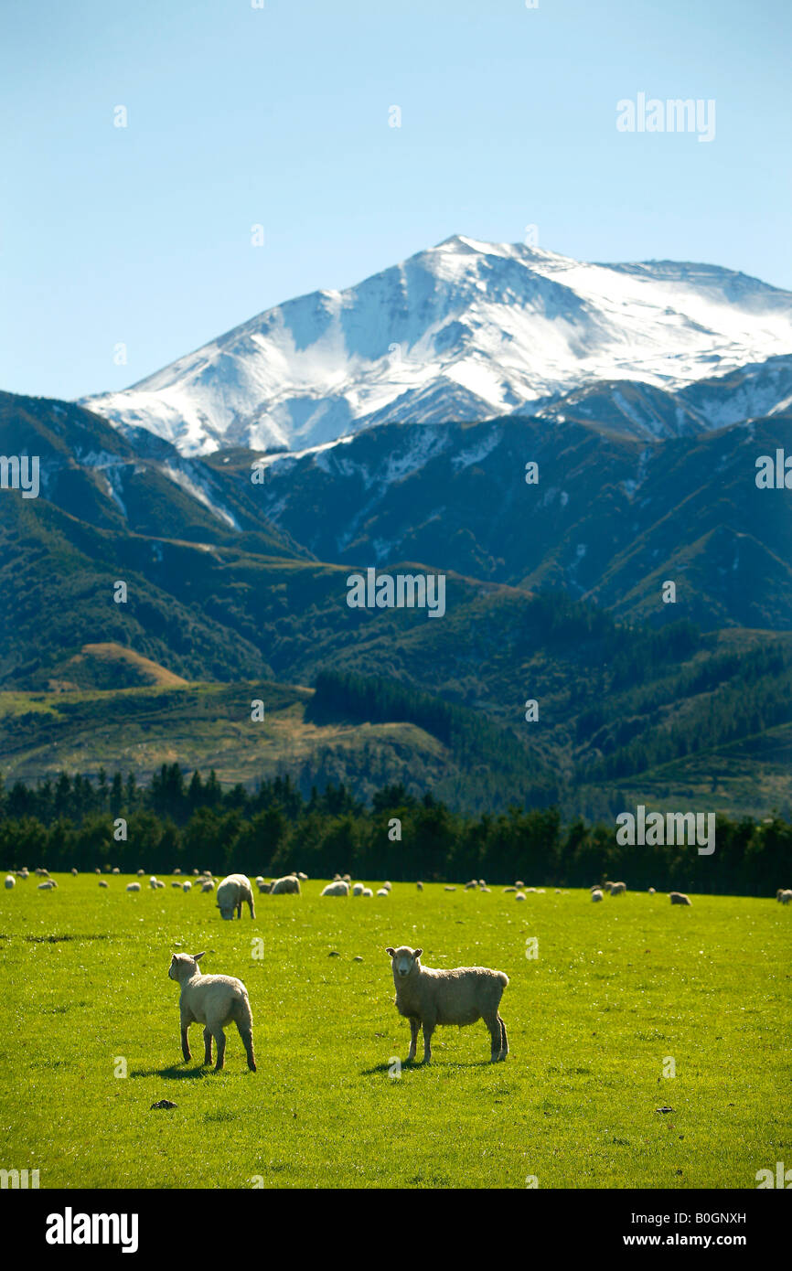 Sheep farming New Zealand South Island Stock Photo