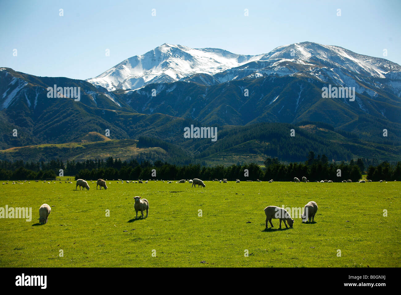 Mt Hutt sheep farm New Zealand Stock Photo