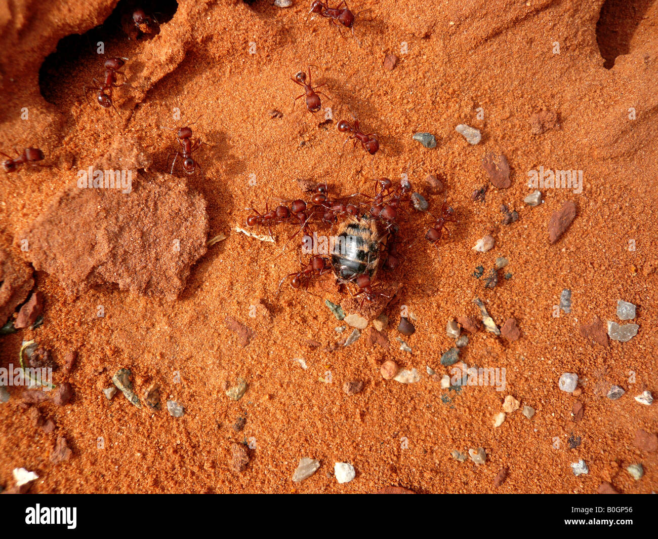 Fire Ants dragging rest of an insect into the Nest Stock Photo