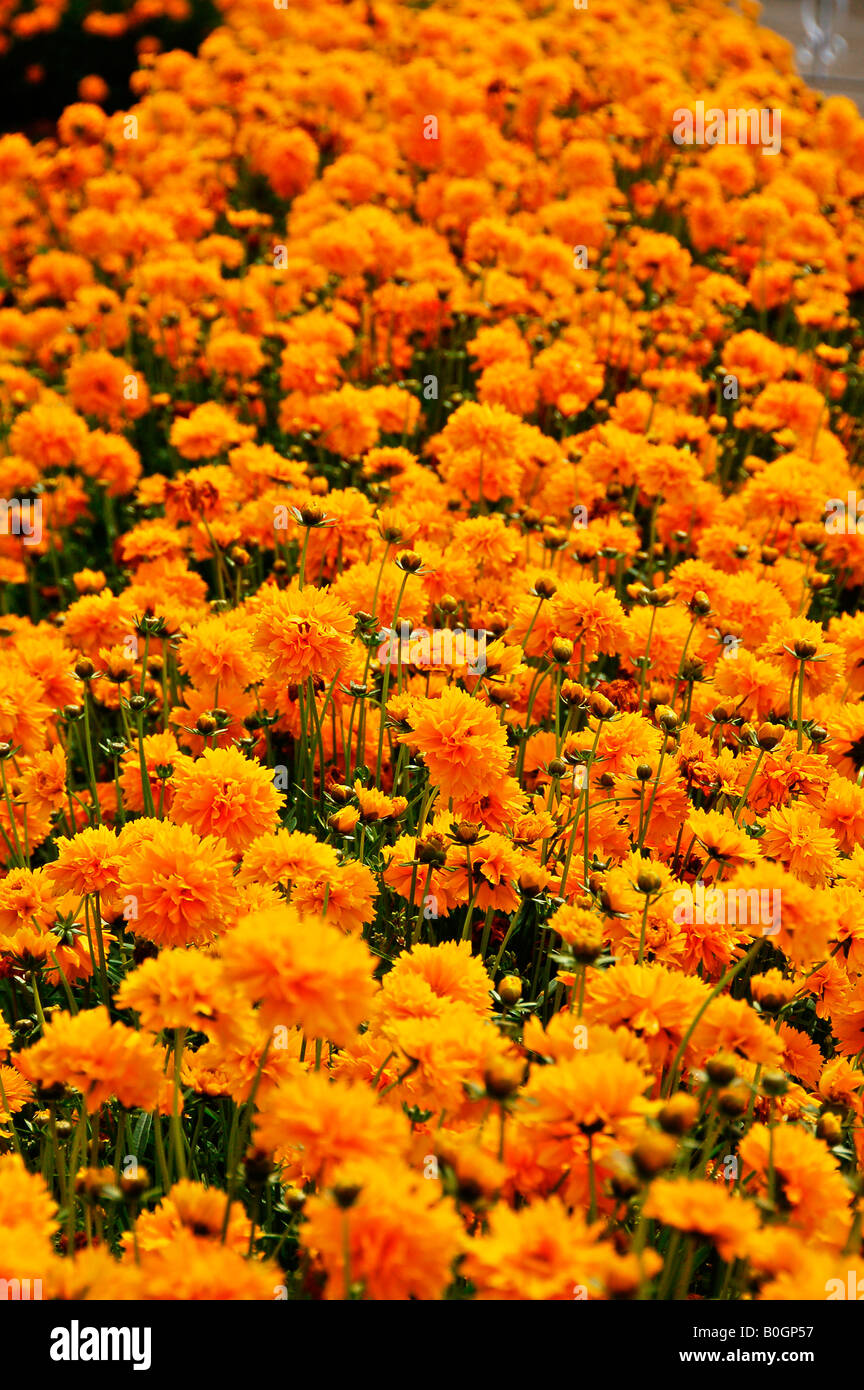 Ooty, one of the beautiful resorts in Tamilnadu, India.  Ooty is popular for it's rare varieties of plants and Tea plantations. Stock Photo