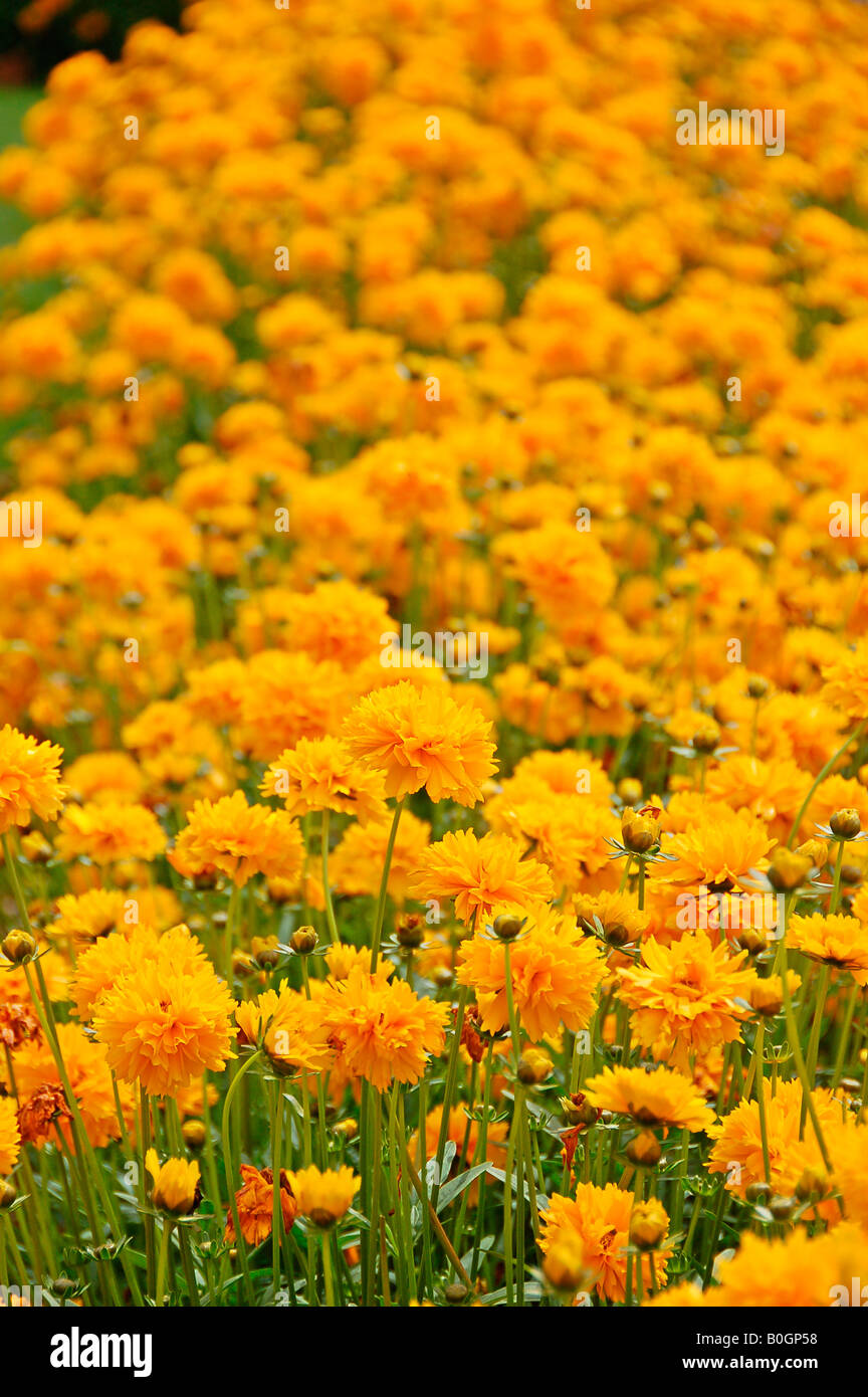 Ooty, one of the beautiful resorts in Tamilnadu, India. Ooty is popular