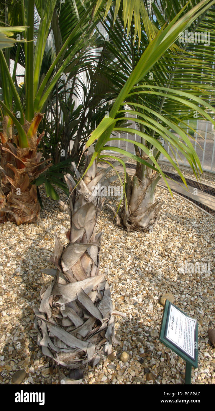 Bottle Palm Stock Photo Alamy